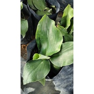 pokok cekur ulam cekur/herba/benih cekur berpolybag by MGL PLANT