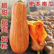 Miben Pumpkin Seed Pumpkin Seed Powder Sweet Noodle Pumpkin Four Seasons Spring Potted Vegetable See