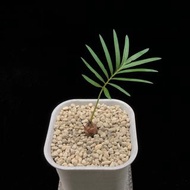 SG1052-泰國銀葉蘇鐵/稀有品種🔥多肉植物小盆栽禮物🔥