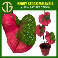 【2024 SALE】Keladi Hiasan Cat Tumpah Bulat/Bujur (Red Berret /Sweet Honesty Caladium) Plant