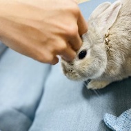 體驗活動 馬雅13月亮曆解讀諮詢【 寵物解讀・寵物合盤 】