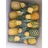 [Combo 10 hom] GIỐNG DỨA VÀNG MD2 trái lớn 2-3kg | KHÔNG GAI | chuẩn giống (vườn ươm eakamart được k