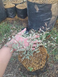 Variegated African Talisay Live Plant ‼️ LUZON AREA ONLY‼️GREAT ADDITIONAL TO YOU GARDEN/LANDSCAPE, 