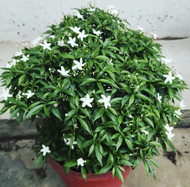 POKOK BUNGA JASMINE ERVATAMIA DWARF PLANT / POKOK BUNGA JASMINE THAI MURAH