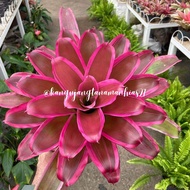 TANAMAN HIAS BROMELIA HIDUP BROMELIA TANAMAN HIDUP | BISA BAYAR DITEMPAT (COD) | BROMELIA PAKET MURAH BROMELIA JUMBO BROMELIA MERAH BROMELIA TRI COLOR