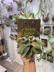 側芽 鹿角蕨 veitchii no shield 無臉銀鹿