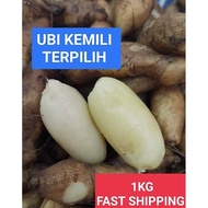 UBI KEMILI 99.99% Fresh, NEW STOCK UBI KERLING