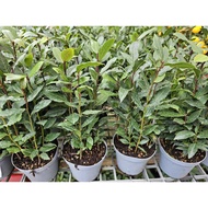 Holland Imported Bay Leaf Herb House Home Potted Plant Gardening Landscaping