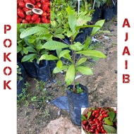 Pokok buah ajaib  /Miracle berry / pokok ajaib thai buah manis ,murah