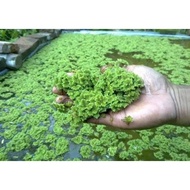 AZOLLA ORGANIK 1KG  READY STOK