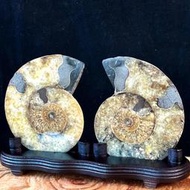 斑彩螺化石擺件 713公克 菊石 玉化 風水化石擺件 大型斑彩螺擺件 1551