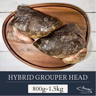 [Batang King] Hybrid Grouper Head (龙虎斑鱼头) 800g-1.5kg