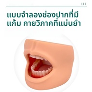 Advanced Large 6 times Care Tooth Model เรซิน โมเดลโครงสร้างฟัน โมเดลปากมนุษย์ อุปกรณ์การศึกษาสำหรับ