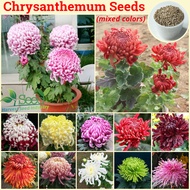 [Easy To Grow] Mixed Colors Fresh Chrysanthemum Seeds 200pcs Flower Seeds for Planting Flowers Potted Flower Plants 菊花种子 Garden Flower Plant Seed Bonsai Tree Live Plant Indoor Outdoor Flowering Plants for Sale Real Plants Gardening Deco Benih Pokok Bunga