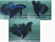 Wild betta mahachai blue hybrid 1 pair ( 1 male & 1 female). Ikan laga / fighter fish