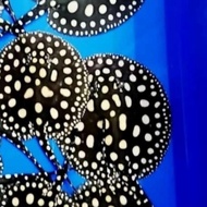 IKAN PARI AIR TAWAR BLACK DIAMOND IKAN PARI HIAS BLACK DIAMOND PURE