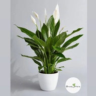 Indoor peace lily plant