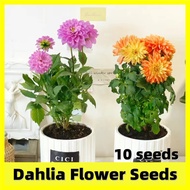 Assorted Colors Dahlia Flower Seed - 大丽花种子 High Germination 10 Seeds Dahlia Plant Seed Bonsai Flower Seeds for Planting Flowers Dahlia Flower Plant Indoor Plants Real Live Plant Benih Pokok Bunga Pokok Bunga Hidup Bunga Keladi Viral Bonsai Tree Live