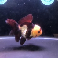 Ikan Mas Koki Oranda Panda 3 Color / Panda 3c Super Quality