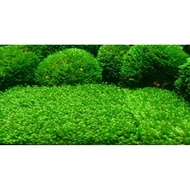 (D.O.A) Moss Mini Fissiden 5cm*5cm submersed