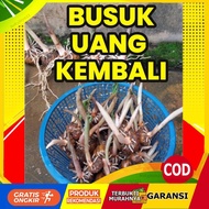 Bibit benih tanaman umbi ubi porang kuncup mini 1kg isi 60-40biji