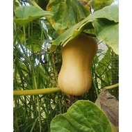 2  Benih LABU MADU F1 (Butternut squash) Hibrida -MG