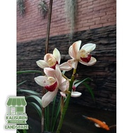 Anggrek tanah cymbidium australia ausy samantha