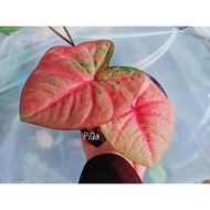 Keladi Hybrid Thailand