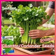 100% Original 300pcs Heat Tolerant Coriander Seeds for Planting Vegetables Plants Fresh Cilantro Lea
