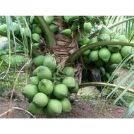 Anak Pokok Kelapa Tacunan