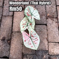 Wonderland Caladium Thai Hybrid