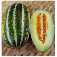 10pcs Thai Muskmelon Cucumber Melon Seeds Garden seeds Plant seeds Vegetable 50 seeds (not live plants)