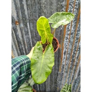[Ready Stock] Alocasia Guinea Gold plant 916