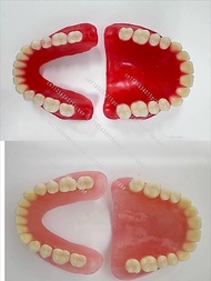 Full dentures Removable dentures Full senior teeth Full teeth Model display supplies