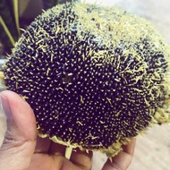 Benih Bunga Matahari(Sunflower Seeds)