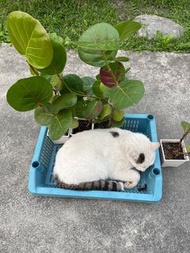 海葡萄 盆栽 盆景 植物 $300/顆