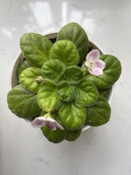 非洲紫羅蘭盆栽