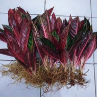 Promo Tanaman Hias Aglonema Red Sumatra Indukan Ready