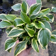 🌱Hosta🌱 玉簪 🌱Hosta plantaginea🌱Outdoor plant🌱Ready stock🚚🚚🚚