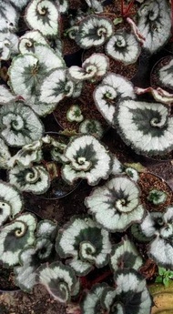 Begonia Keong ( Begonia Escargot ) Berkualitas