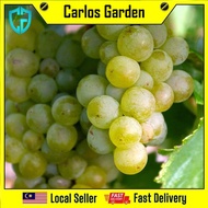 Anak Pokok Anggur Yellow Belgia Grape Pokok Import Dari Thailand Cepat Berbuah