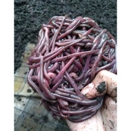 spesial- 250 gram cacing merah cacing anc cacing tanah