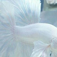 MURAH Cupang putih/white platinum halfmoon rosetail dumbo ear TERLARIS