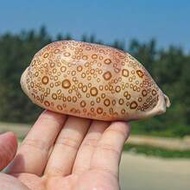 Baiyan Baoluo Specimen Snail Fish Tank Aquarium Landscape Decoration Home Collection Baoluo Natural 