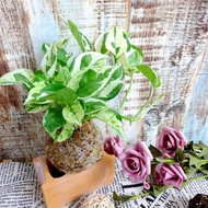 芊艸手作/ 藤蔓系列苔球 - 白金葛