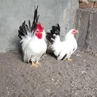 TELUR AYAM HIAS KATE CEPER SIAP DI TETASKAN