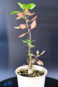 簇生福桂花	Fouquieria fasciculata/ 塊根植物 Caudex / 另售象牙宮、龜甲龍、索馬里葡萄甕、念珠橄欖/ 多肉植物