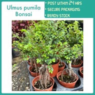 PBN - ulmus pumila bonsai - Siberian elm pokok bunga nursery hidup live plant tumbuhan tanaman hiasa