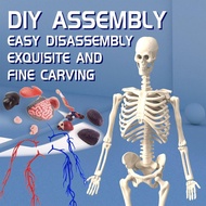 Human Body Skeleton Model 4D Skeleton Transparent Human Body Model Luminous Figure Living Room Study