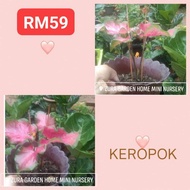 🍇KEROPOK🍇 rare id caladium thai, holand, usa, kampung, pokok bunga keladi hiasan viral (ZURA GARDEN)